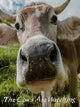 The Cows Are Watching | PC: Steam | GLOBAL